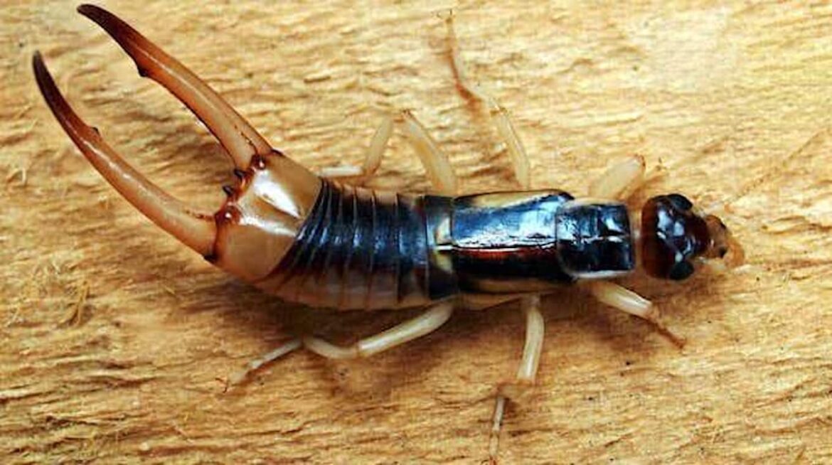 Quel est le danger du pince-oreille ?