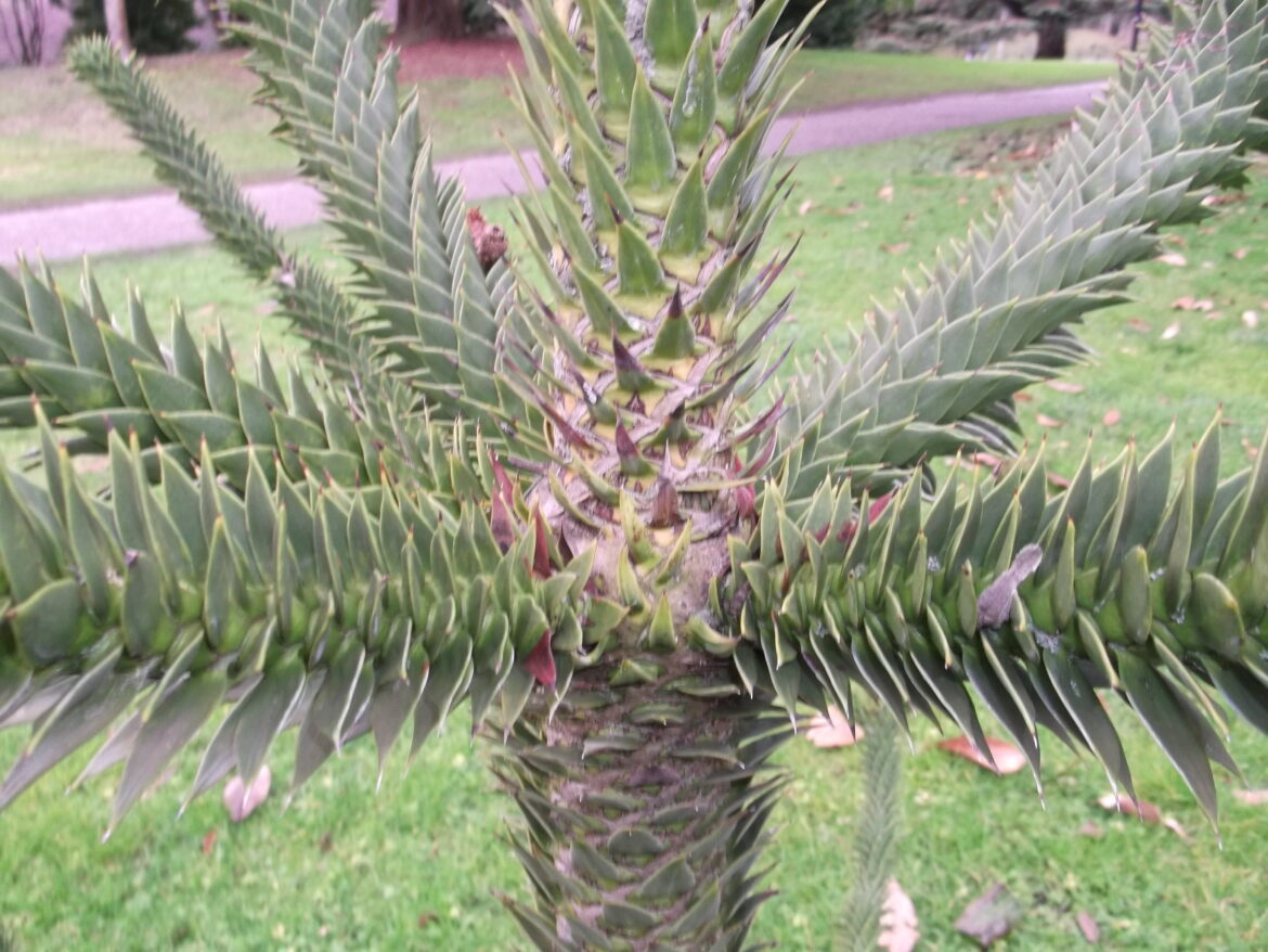 Quel est le fruit de l'Araucaria ?