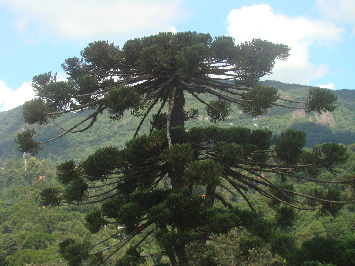 Quel est le fruit de l'Araucaria ?
