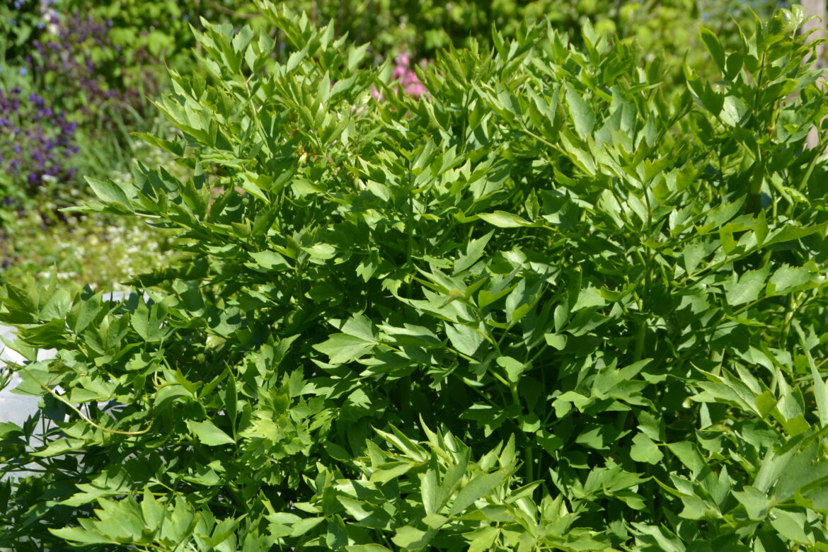 Quel est le goût de la livèche ?