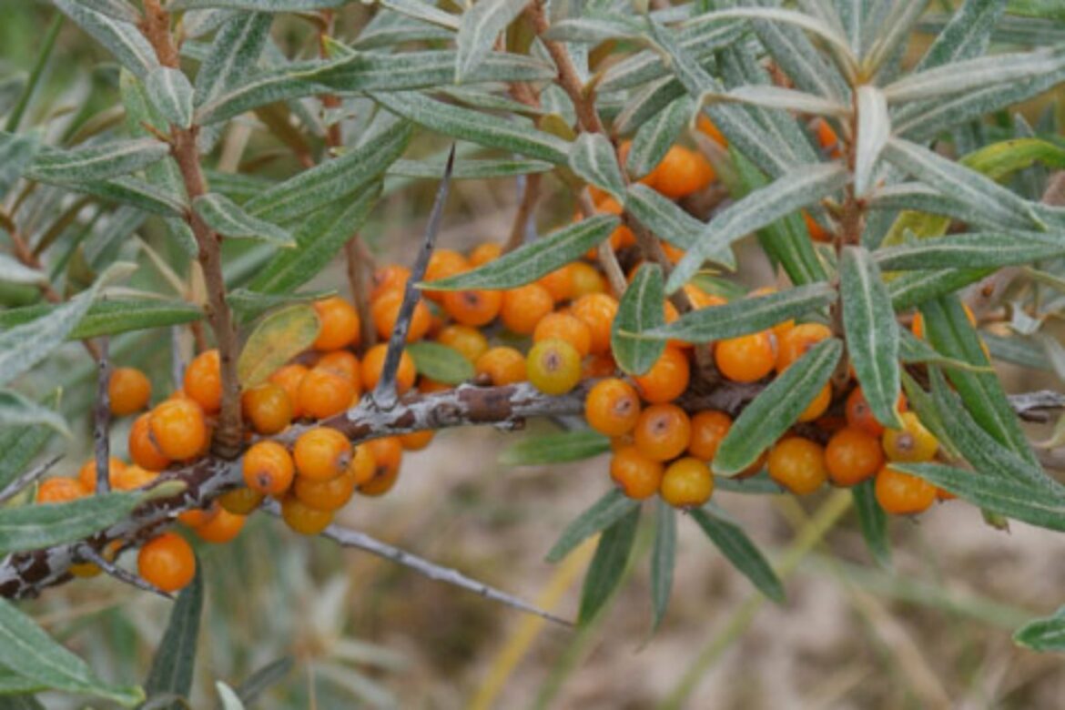 Quel est le goût de l'argousier ?