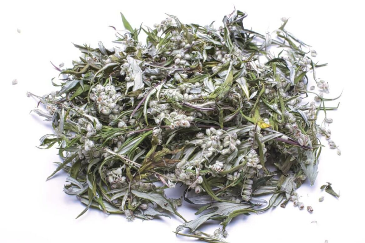 Quel est le goût de l'armoise ?