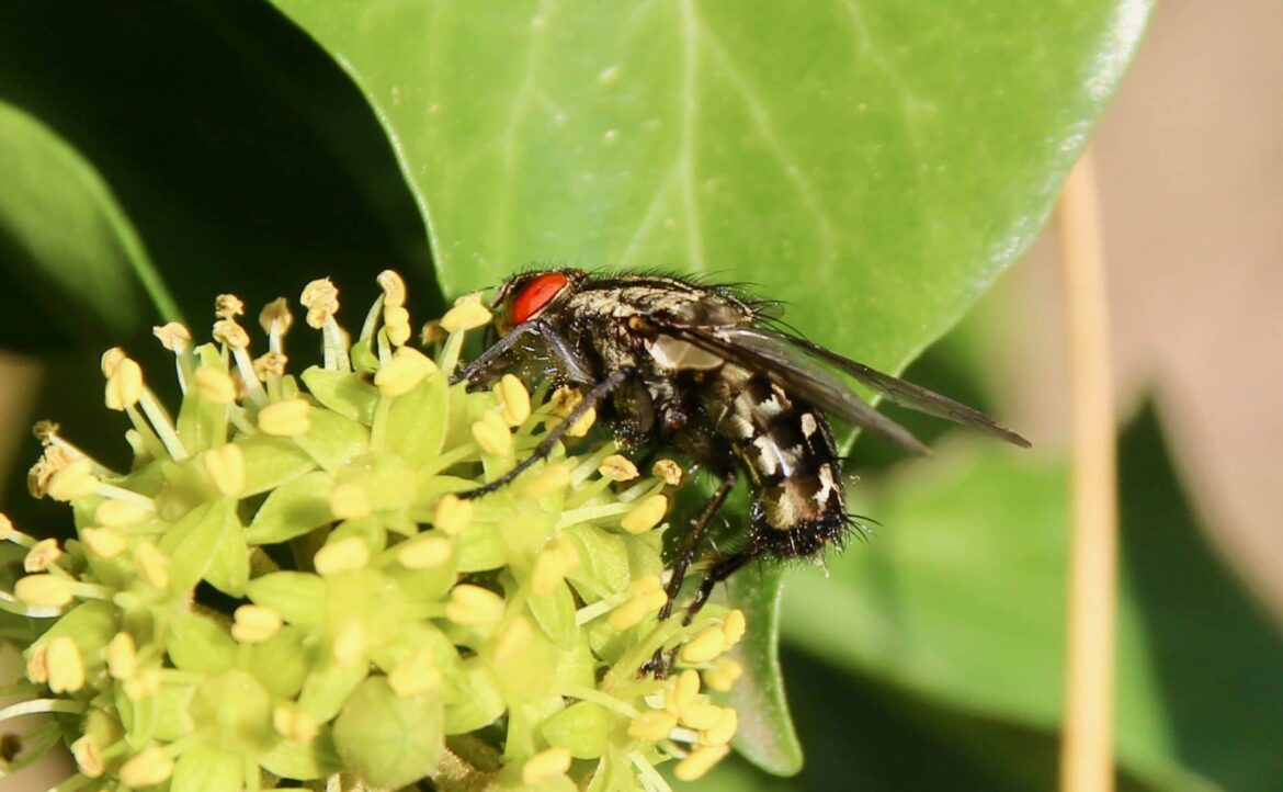Quel est le meilleur Anti-mouche ?