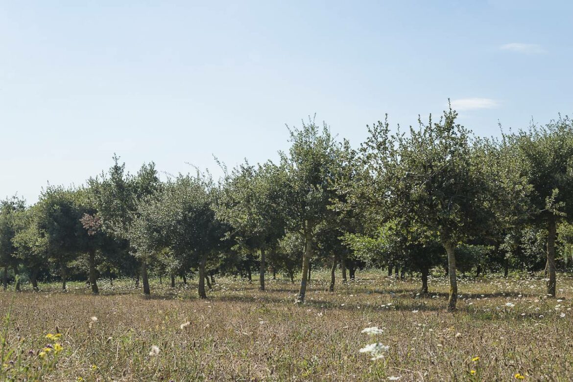 Quel est le meilleur arbre truffier ?