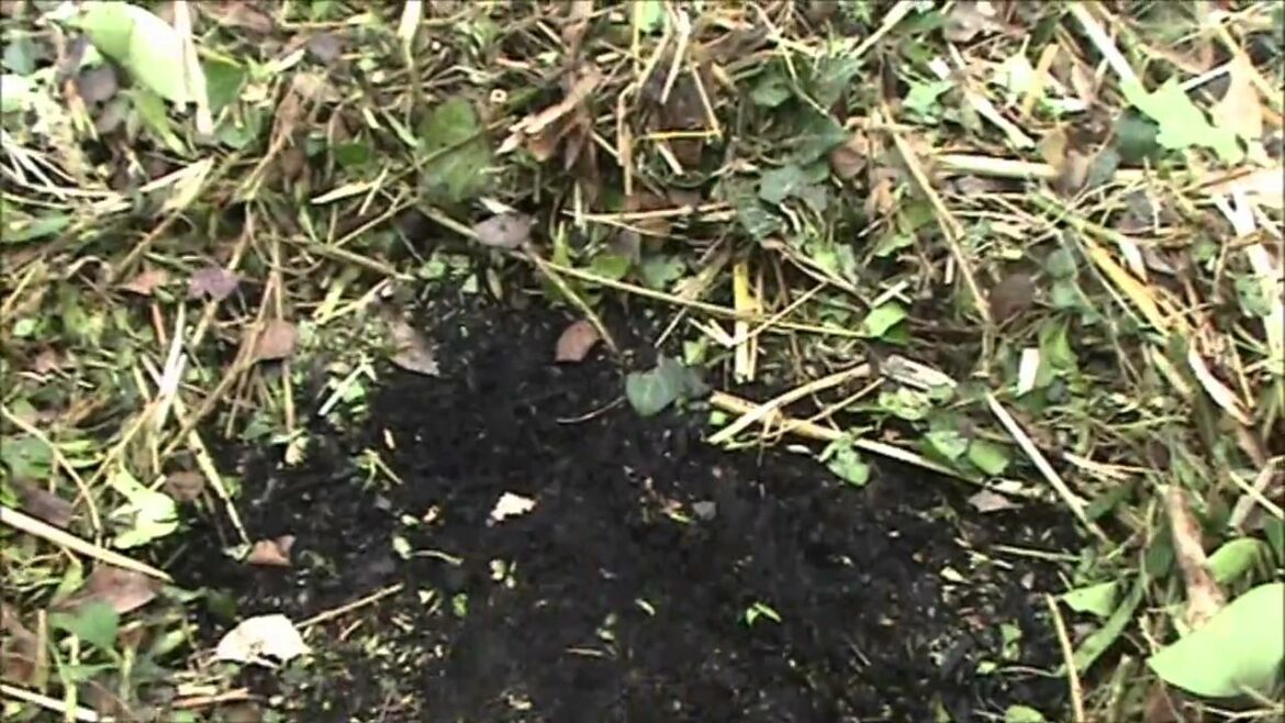 Quel est le meilleur couvert végétal ?