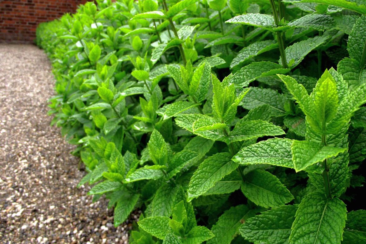 Quel est le meilleur endroit pour planter de la menthe ?