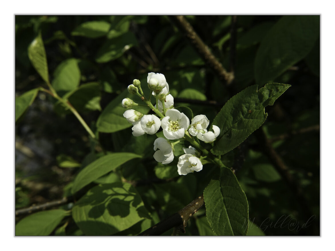 Quel est le meilleur endroit pour planter du muguet ?