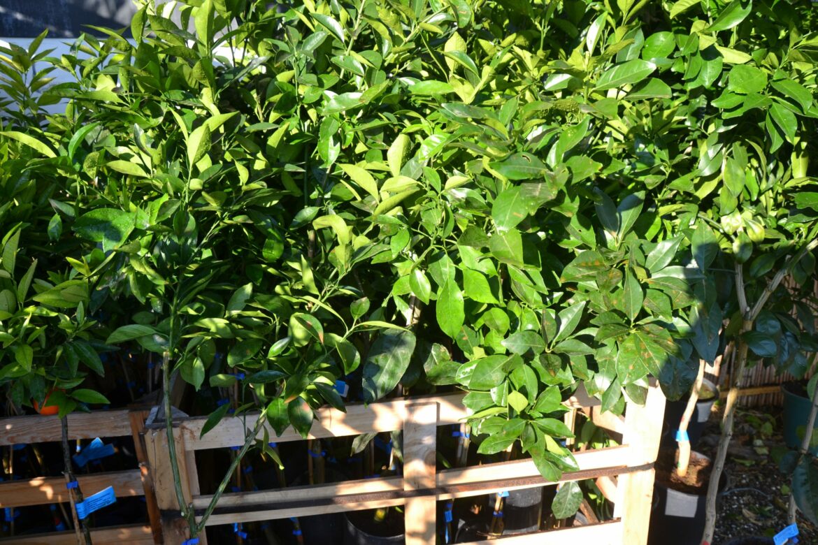 Quel est le meilleur engrais pour les avocats ?