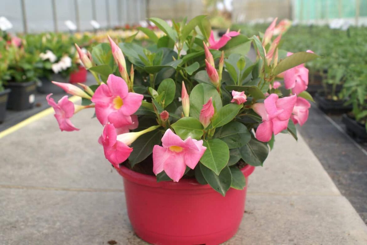 Quel est le meilleur engrais pour les dipladénia ?