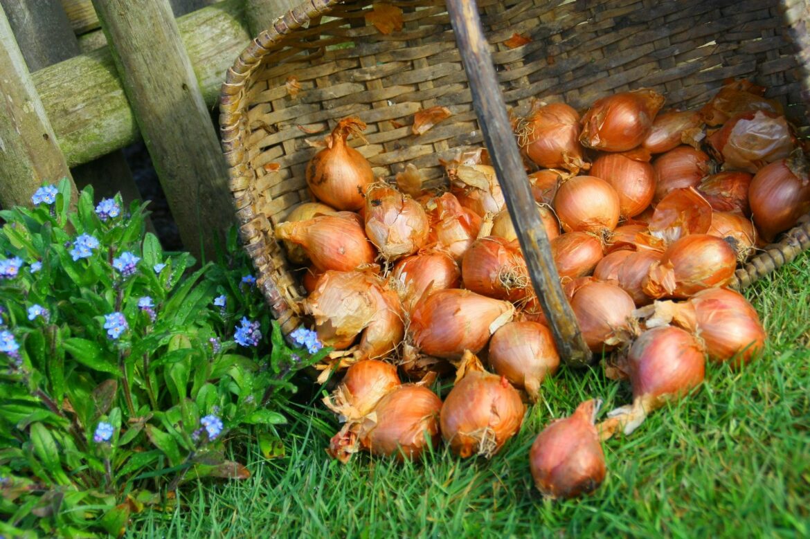 Quel est le meilleur engrais pour les oignons ?