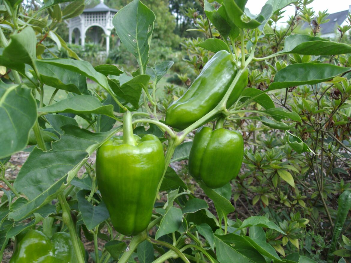 Quel est le meilleur engrais pour les poivrons ?