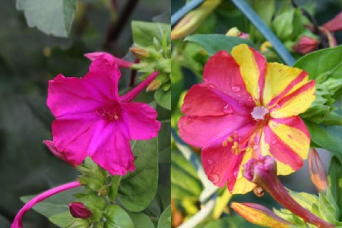 Quel est le nom de la plus belle fleur du monde ?