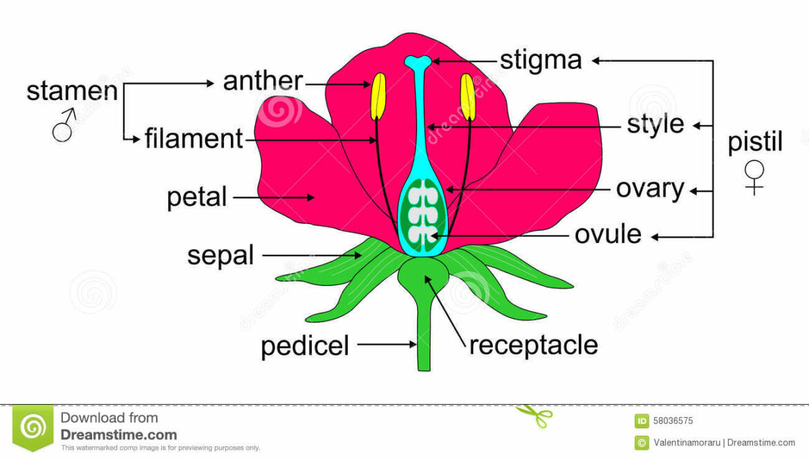 Quel est le nom de l'organe femelle de la fleur ?