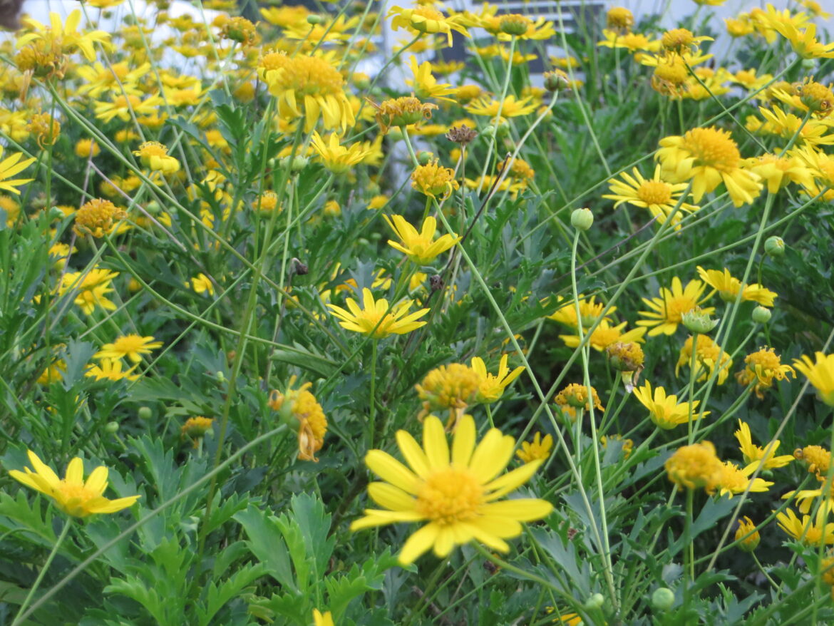 Quel est le nom des marguerites jaunes ?