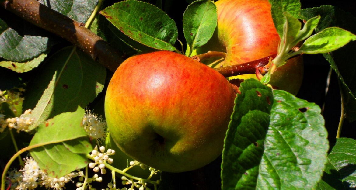 Quel est le nom scientifique du poirier ?