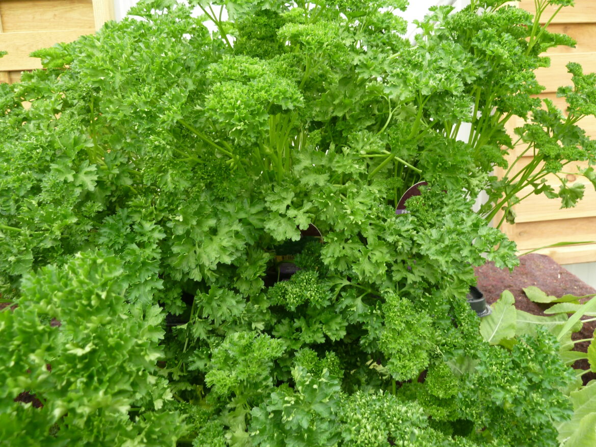 Quel est le persil le plus parfumé ?