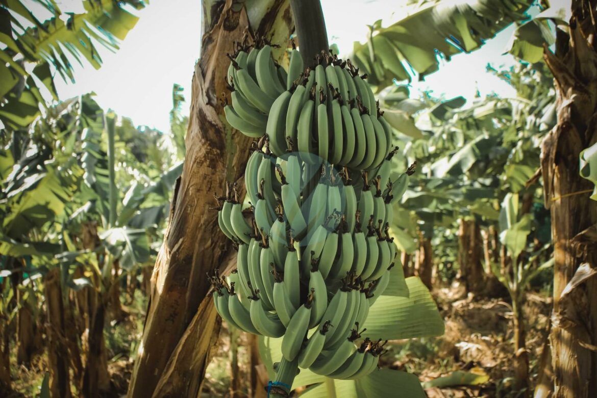 Quel est le plus beau bananier ?