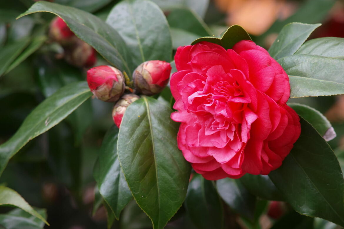 Quel est le plus beau camélia ?