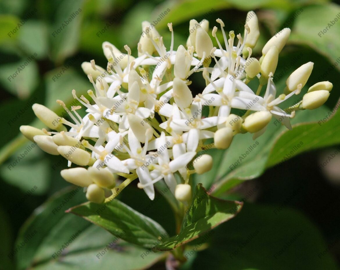 Quel est le plus beau cornouiller ?