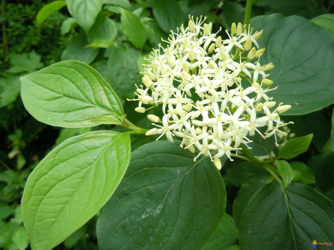 Quel est le plus beau cornouiller ?