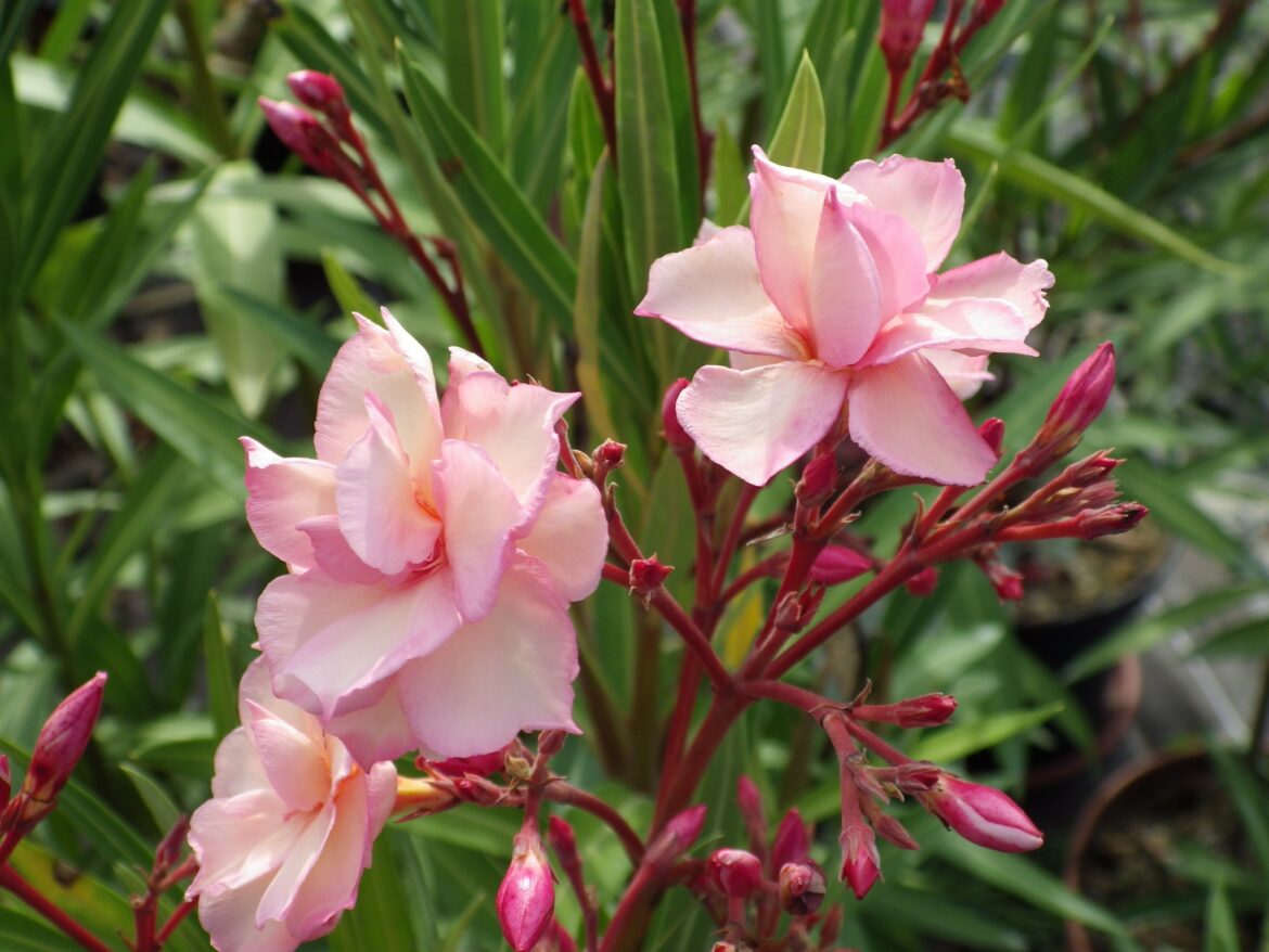 Quel est le plus beau laurier rose ?