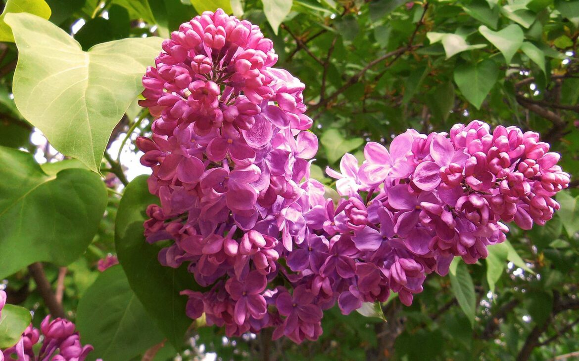 Quel est le plus beau lilas des Indes ?