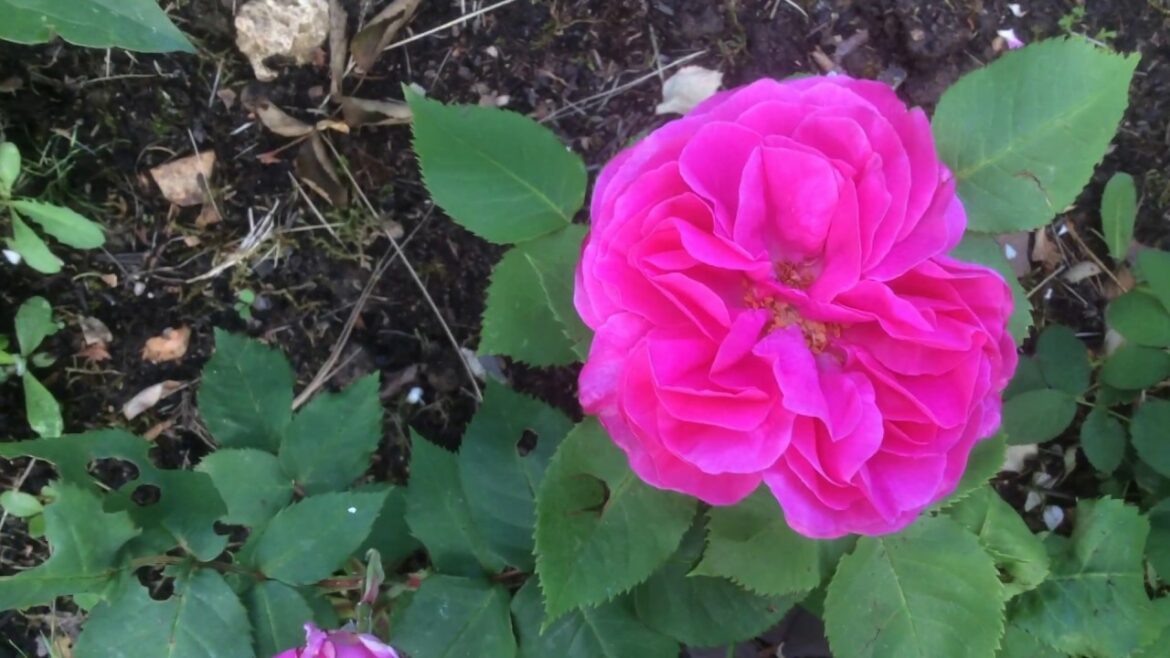 Quel est le plus beau rosier ?