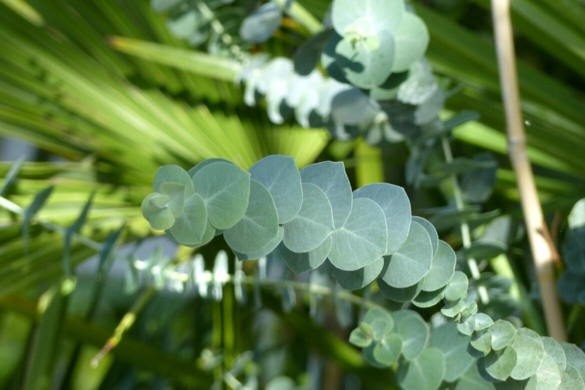 Quel est le plus petit eucalyptus ?