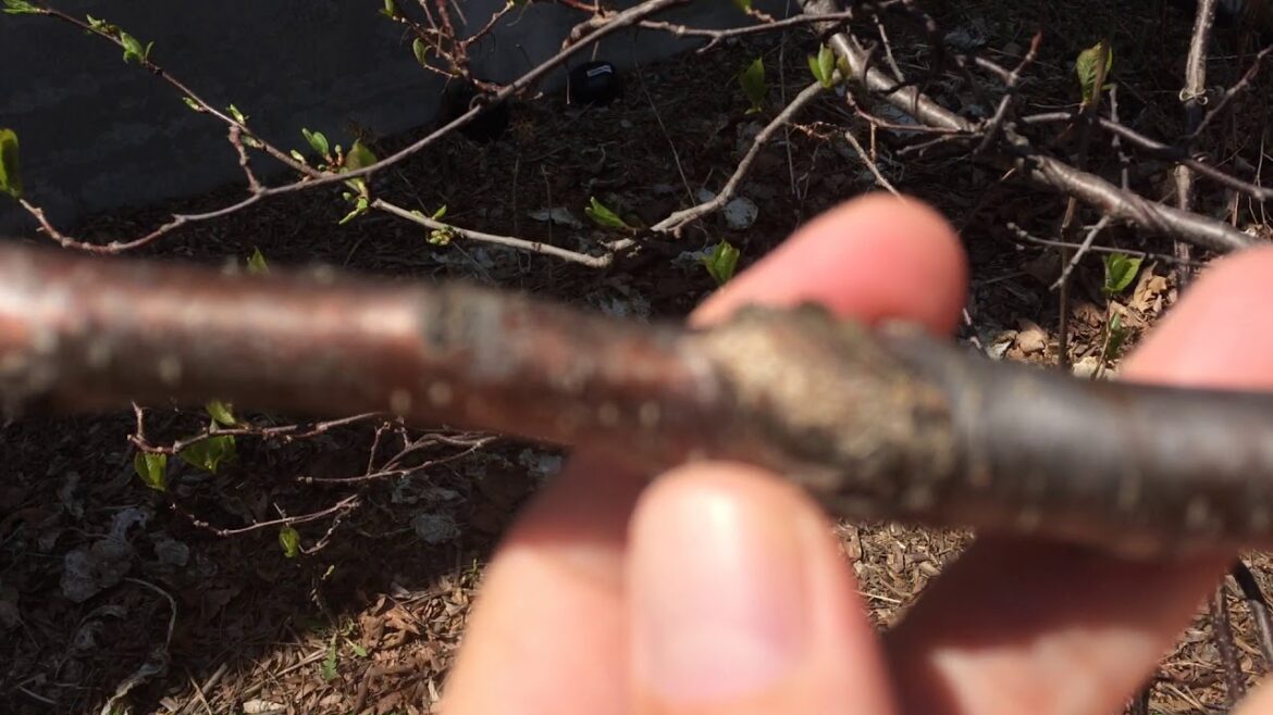 Quel est le porte-greffe du prunier ?