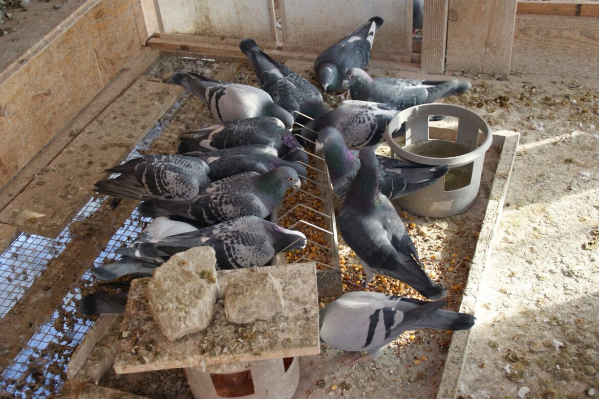 Quel est le prix d'un couple de pigeon ?