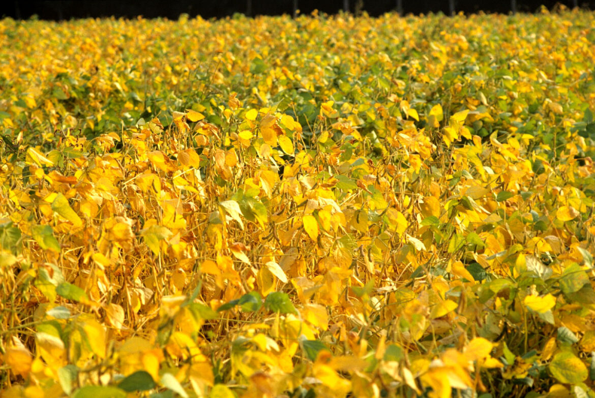 Quel est le rendement d'un hectare de soja ?