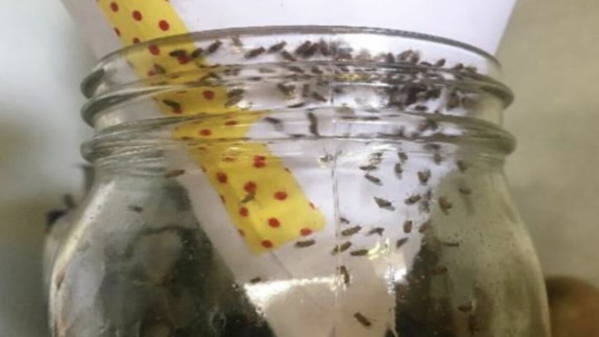 Quel est le rôle du carabe ?