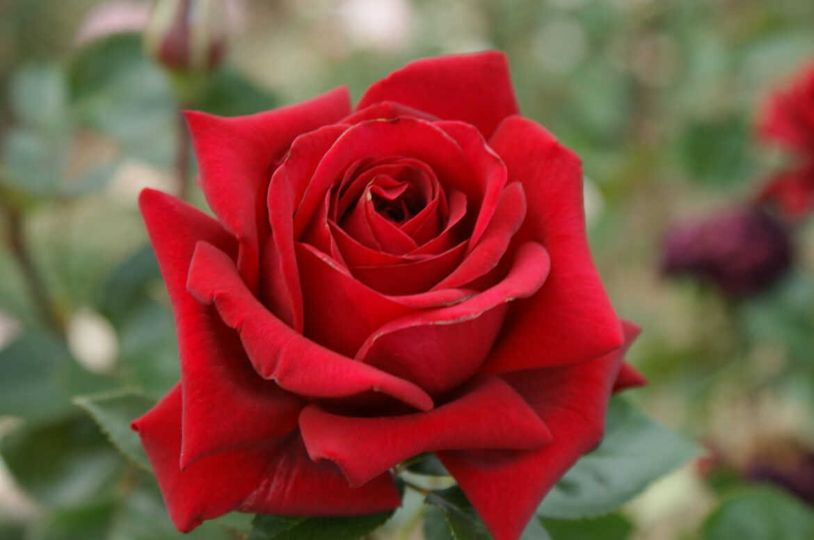 Quel est le rosier le plus Florifere ?