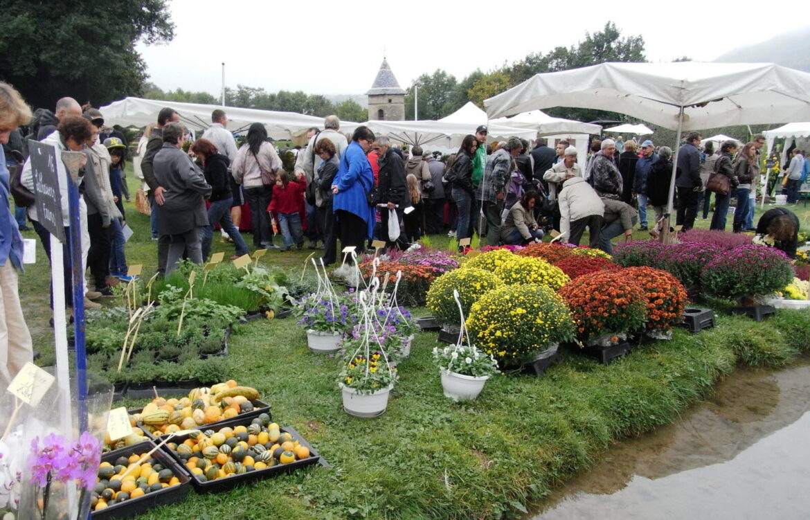 Quel est le rosier le plus Florifere ?