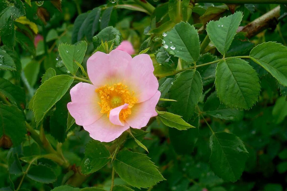 Quel est le rosier le plus parfumé ?