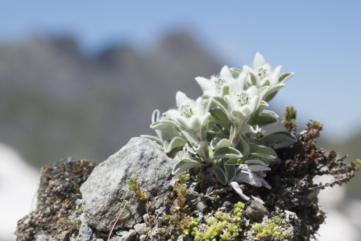 Quel est le symbole de l'edelweiss ?