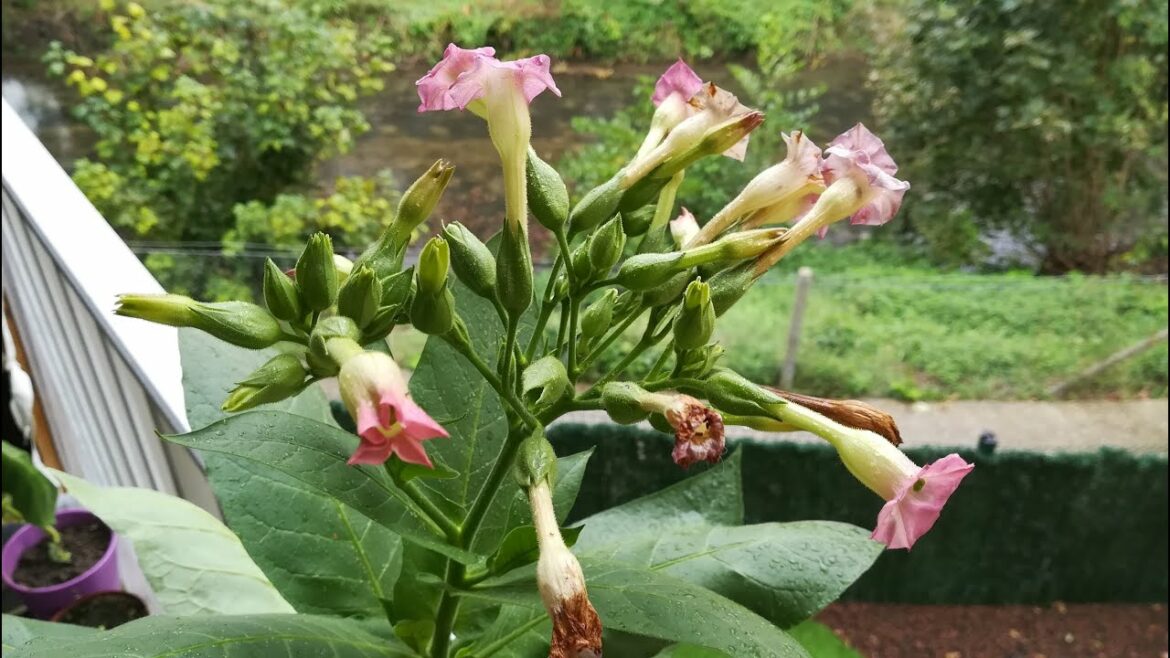 Quel est le tabac le plus naturel ?