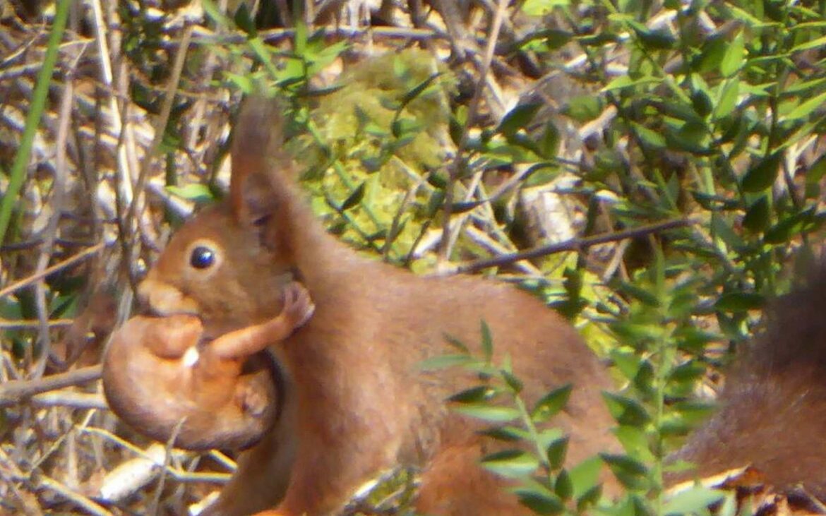 Quel est l'habitat de l'écureuil ?
