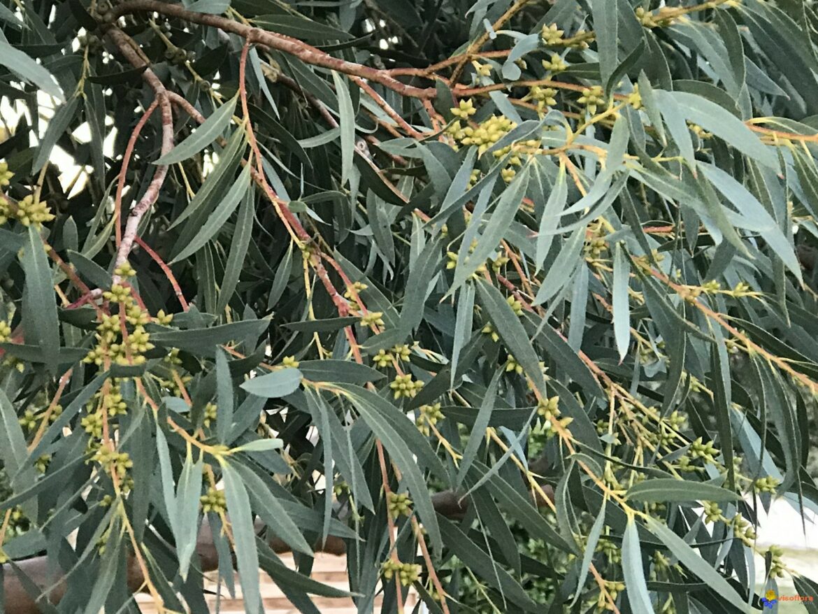 Quel eucalyptus pour jardin ?