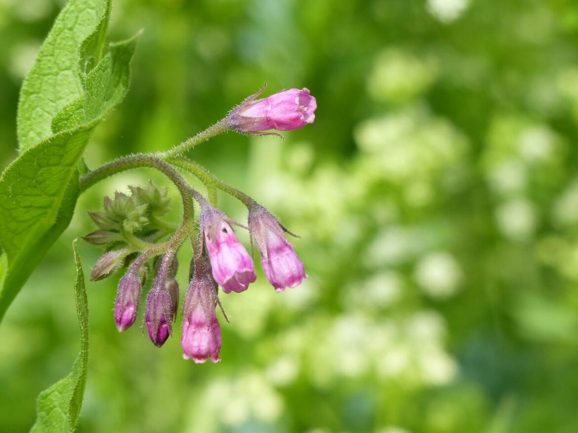 Quel insecte mange la consoude ?