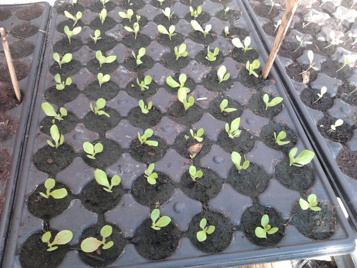 Quel jour semer de la salade ?