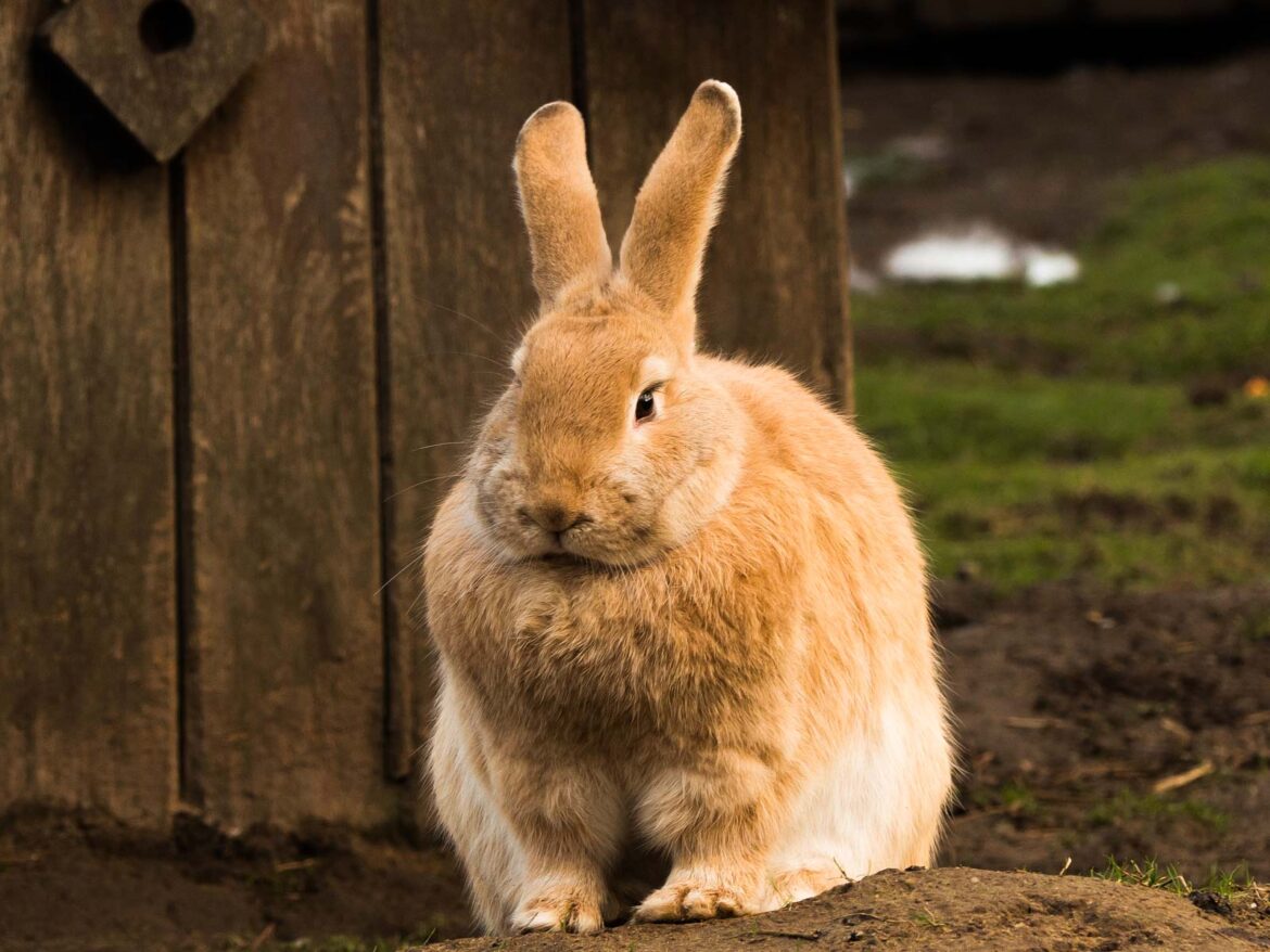 Quel lapin peut rester dehors en hiver ?