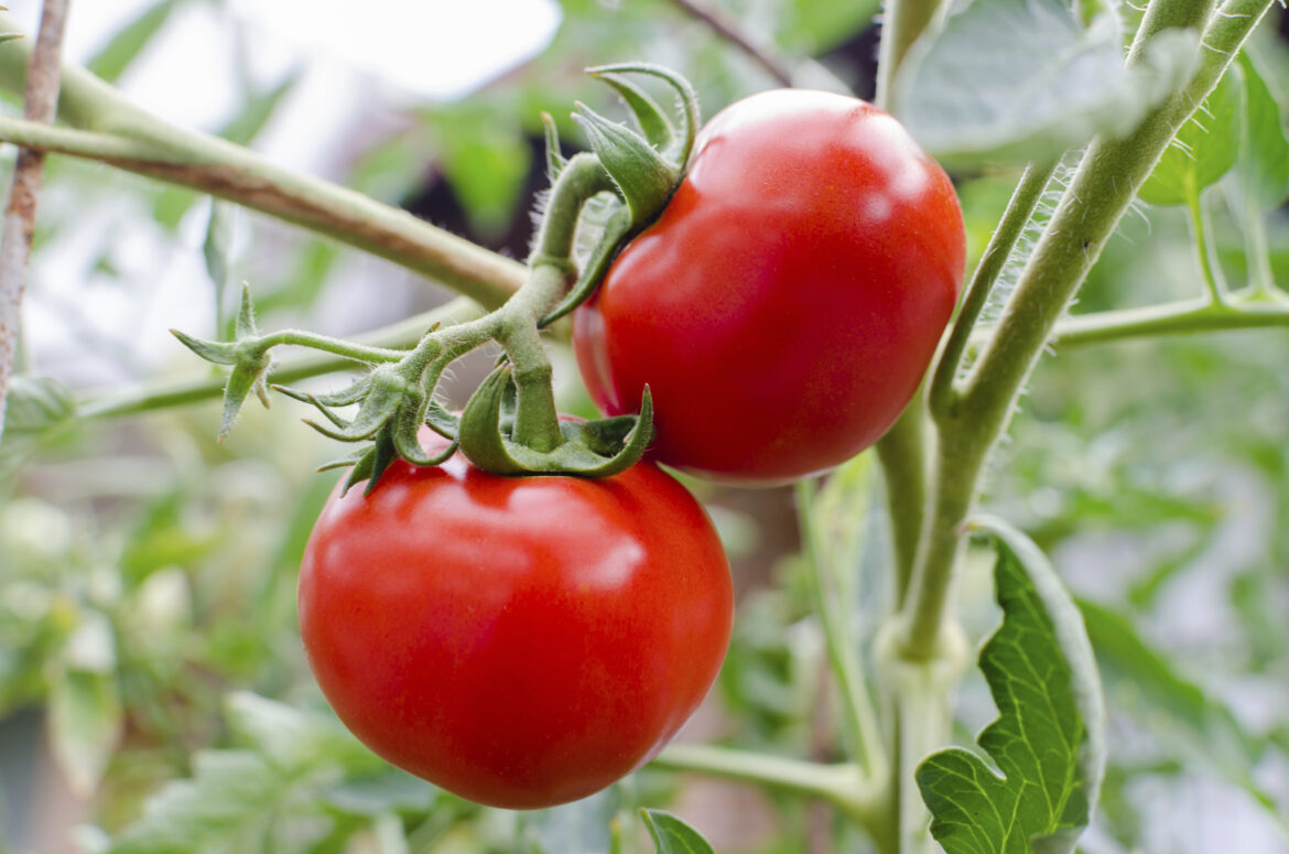 Quel légume ne pas planter à côté des tomates ?