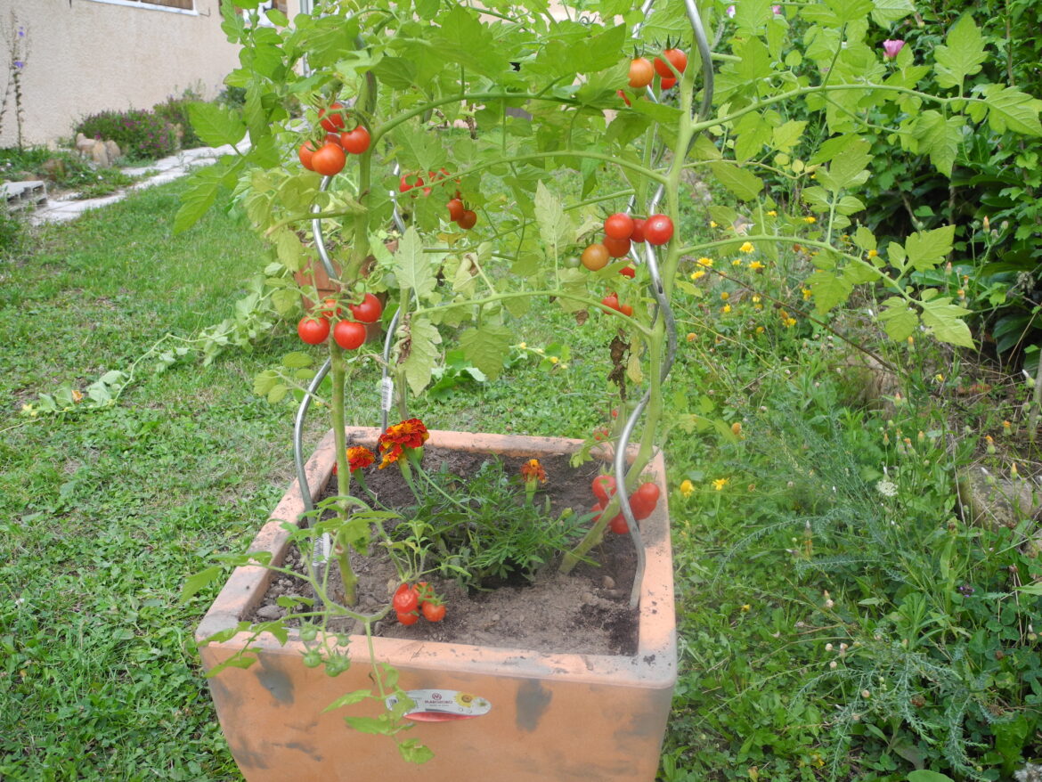 Quel légume ne pas planter à côté des tomates ?