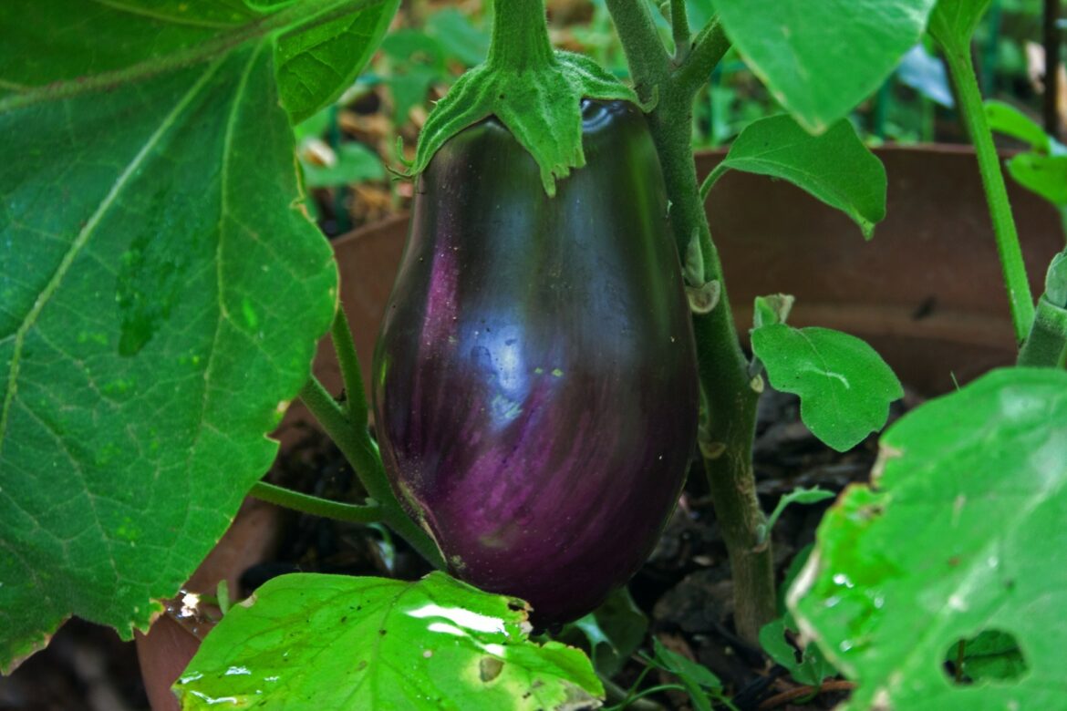 Quel légume planter à côté des aubergines ?