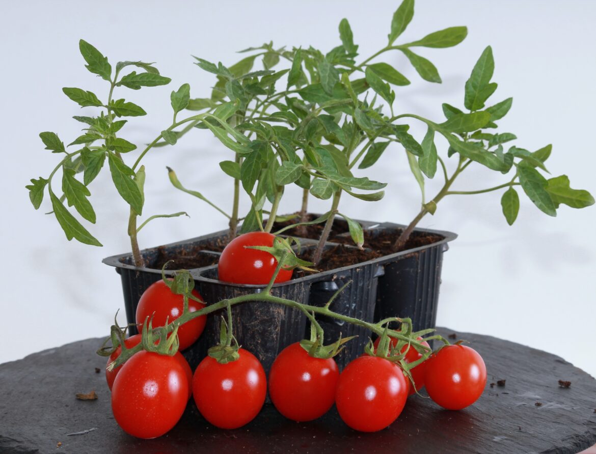 Quel légume planter à côté des tomates ?