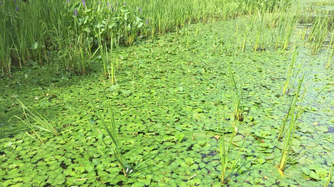 Quel mois pour la châtaigne ?