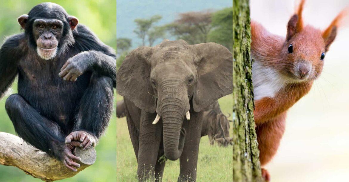 Quel mois pour planter un camélia ?