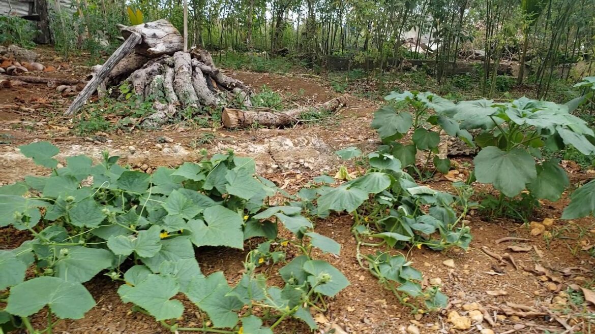 Quel mois se trouve la Sainte-catherine ?