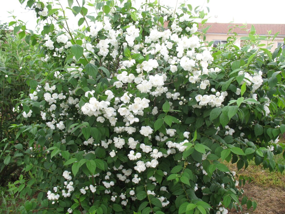 Quel mois tailler le seringat ?